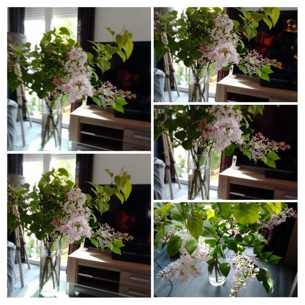 lilas